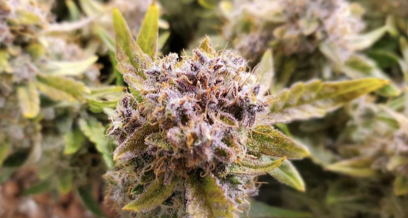 Cannabis Seeds Store