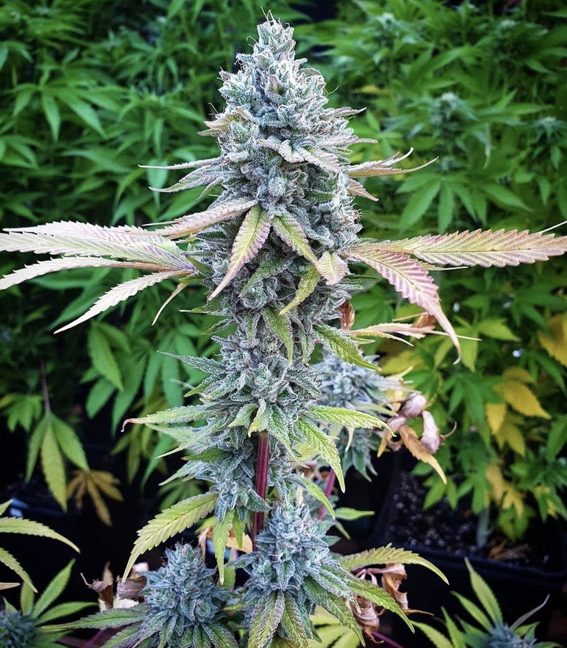 Cannabis Seeds Store