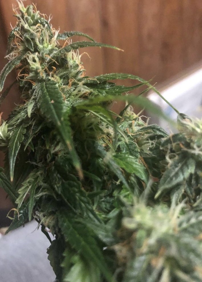 Cannabis Seeds Store