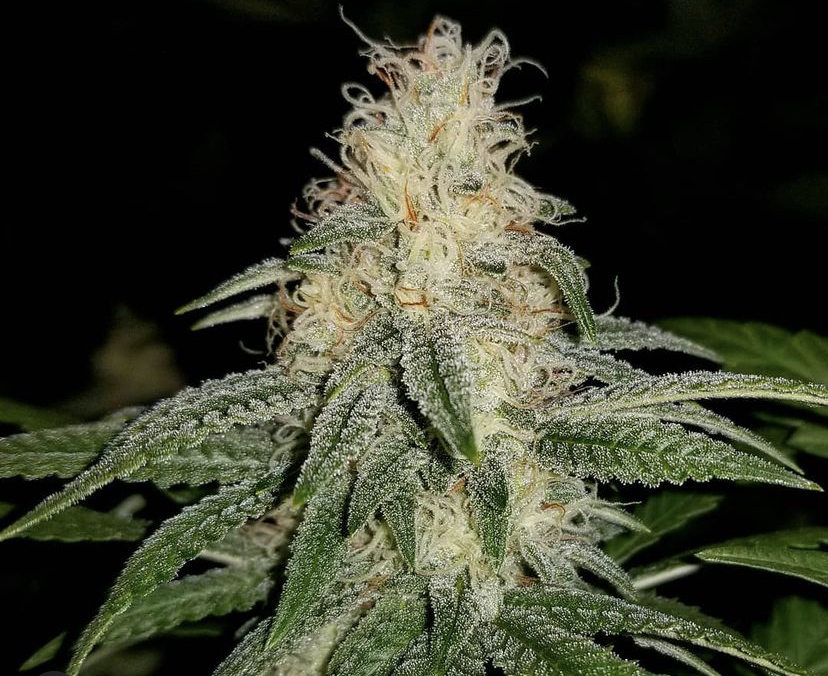 Cannabis Seeds Store