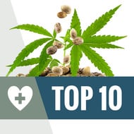 Top 10 Cannabis Seeds Bank Reviews - Cannabis Seeds Store