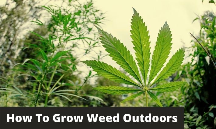 Cannabis Seeds Store
