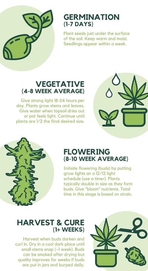 Cannabis Seeds Store