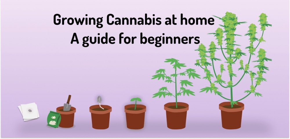 Cannabis Seeds For Indoor Growing - Cannabis Seeds Store.