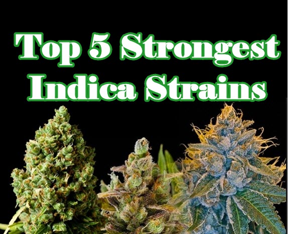 Cannabis Seeds Top Indica Strains - Cannabis Seeds Store.