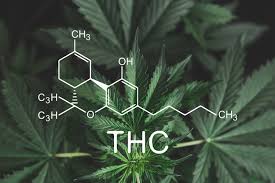Cannabis Seeds High THC Strains - Cannabis Seeds Store.