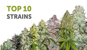 Cannabis Seeds Top 10 High THC Strains - Cannabis Seeds Store.
