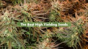 Cannabis Seeds The Top Highest Yielding - Cannabis Seeds Store.