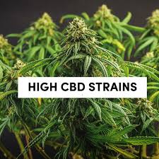 Cannabis Seeds Top High CBD Strains - Cannabis Seeds Store.