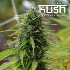Cannabis Seeds Kush Strains Our Favourite - Cannabis Seeds Store.
