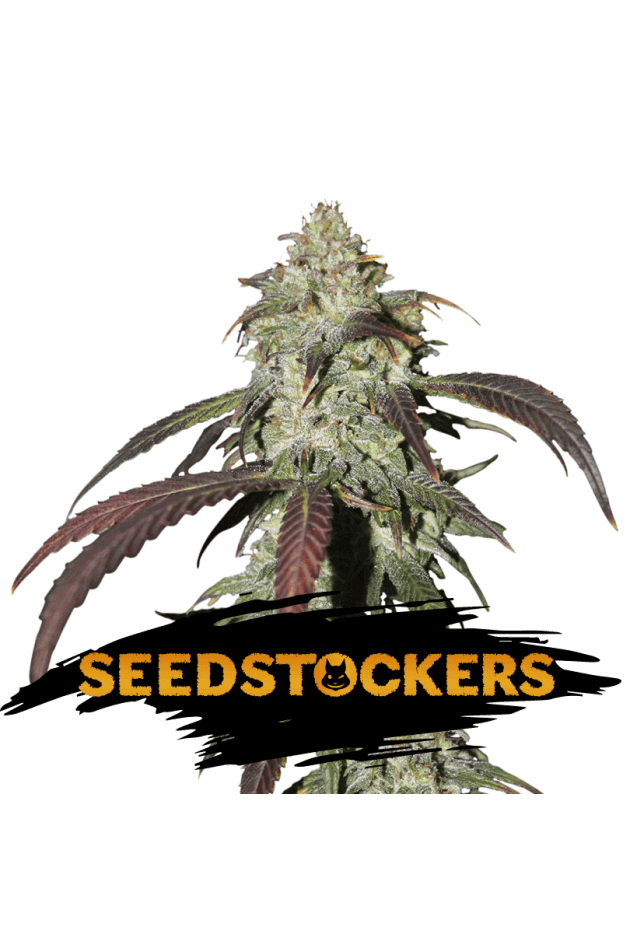 CANNABIS SEEDS STORE