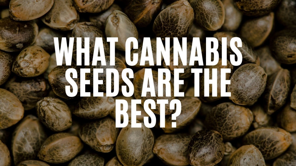 Cannabis Seeds Our Best Sellers - Cannabis Seeds Store.