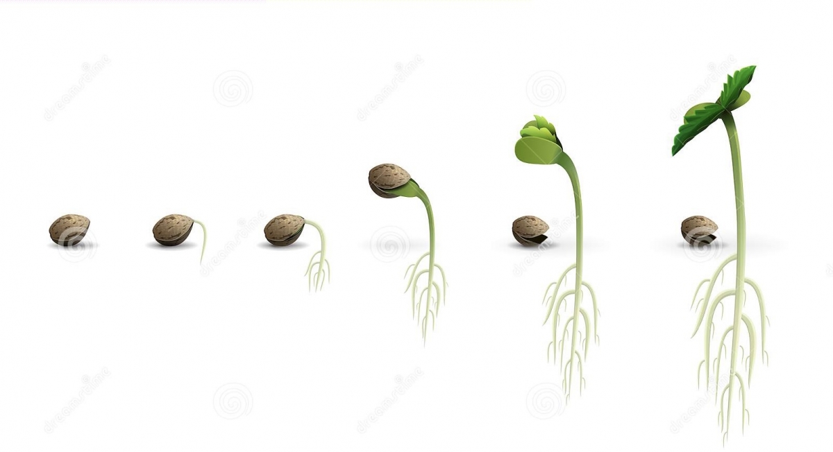 Cannabis seeds store