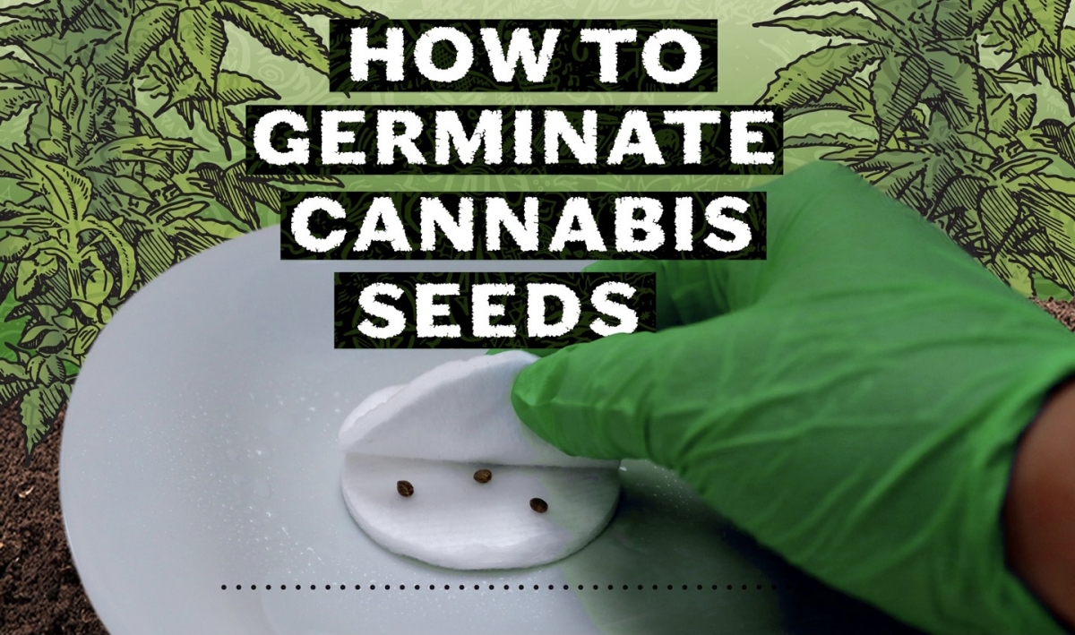 CANNABIS SEEDS STORE