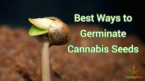 Cannabis Seeds How To Germinate Your Seeds - Cannabis Seeds Store.