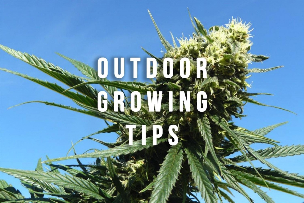 Cannabis Seeds The Best Auto Flowering For Outdoor Growing - Cannabis Seeds Store.