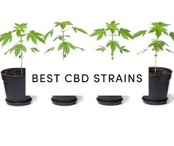 Cannabis Seeds High CBD Strains - Cannabis Seeds Store.