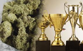 Cannabis Seeds Store