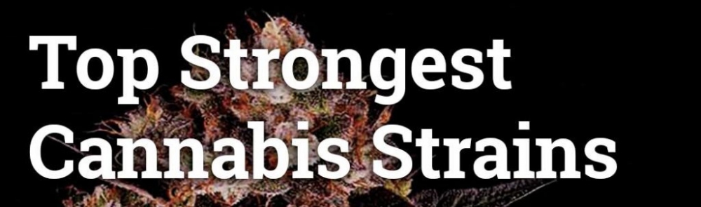 Cannabis Seeds The Strongest Strains - Cannabis Seeds Store.