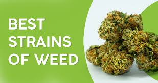 Cannabis Seeds Strains For All Growers - Cannabis Seeds Store.