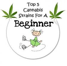 Cannabis Seeds The Easiest For Beginners - Cannabis Seeds Store.