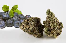 Cannabis Seeds The Best Berry Strains - Cannabis Seeds Store.
