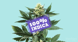 Decoding Cannabis Seeds Strains: Focus on Indica Cannabis Seeds.