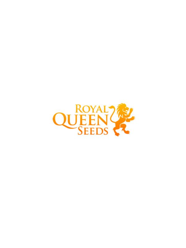 Honey Cream Fast V Feminised Cannabis Seeds | Royal Queen Seeds.