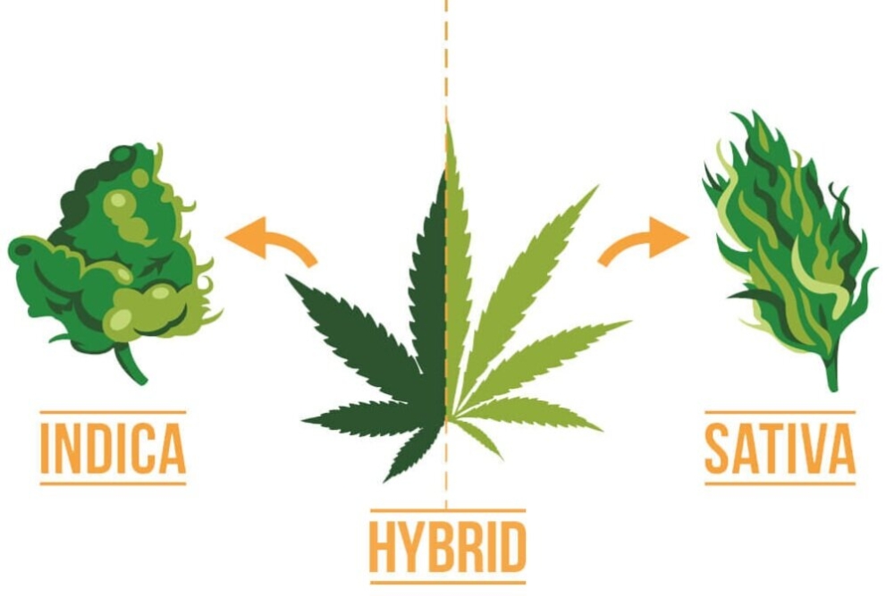 Embrace the Festive Spirit with Sativa Cannabis Seeds.