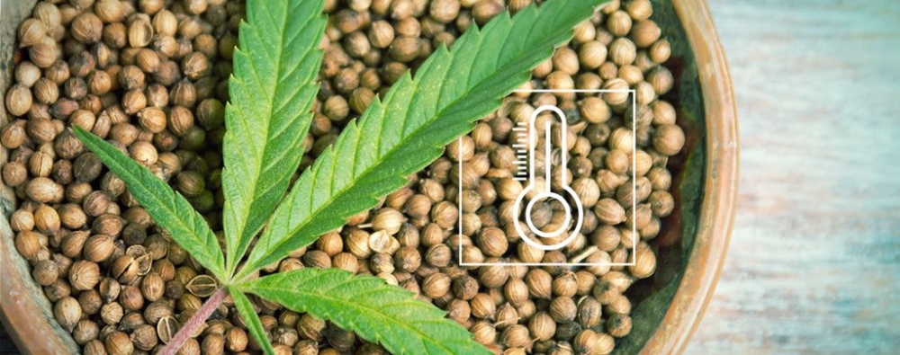 Cannabis Seeds Strains at Cannabis Seeds Store This Summer,