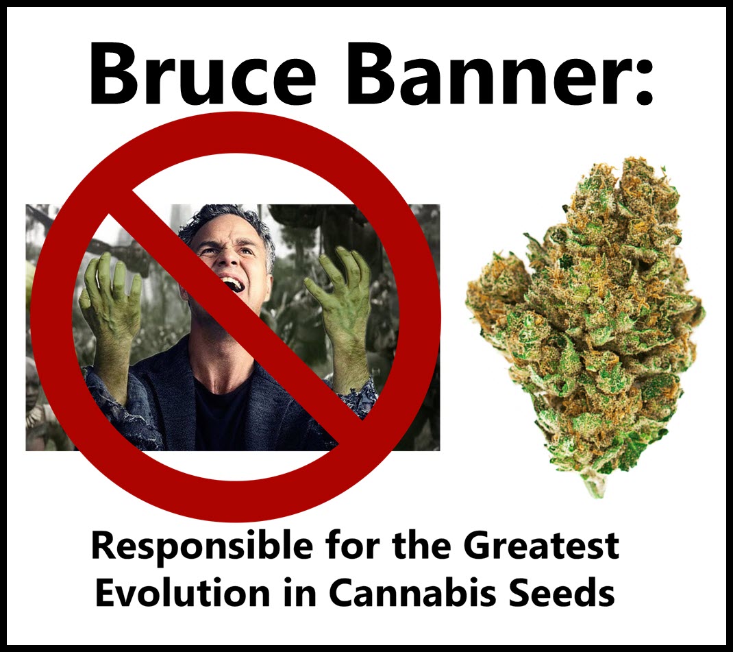 Power of Bruce Banner Cannabis Seeds at Cannabis Seeds Store.