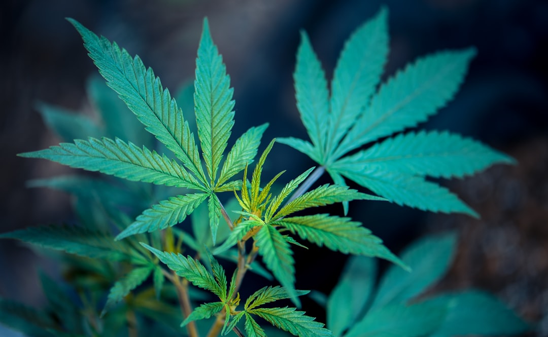 80+ Leading Seedbanks and Choose from Over 3000 Cannabis Seeds.
