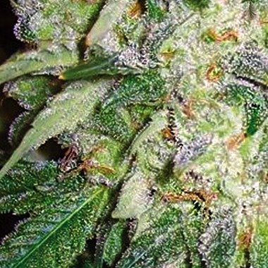 AK 49 Feminised Cannabis Seeds By Vision Seeds Review