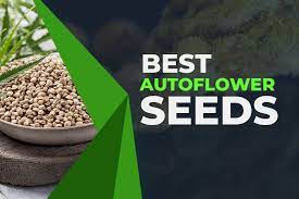  Auto Cannabis Seeds: Our Top Sellers at Cannabis Seeds Store.