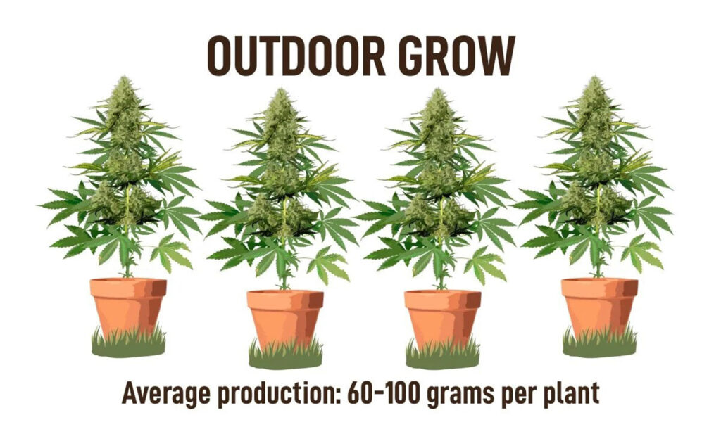 Most Popular Strains of Auto Feminised Cannabis Seeds.