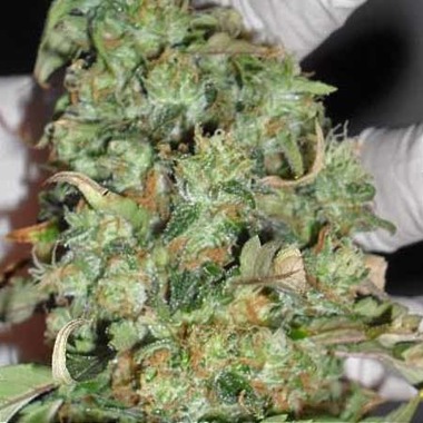 Cannabis Seeds Review - Dr Krippling's Buzz Light Gear.