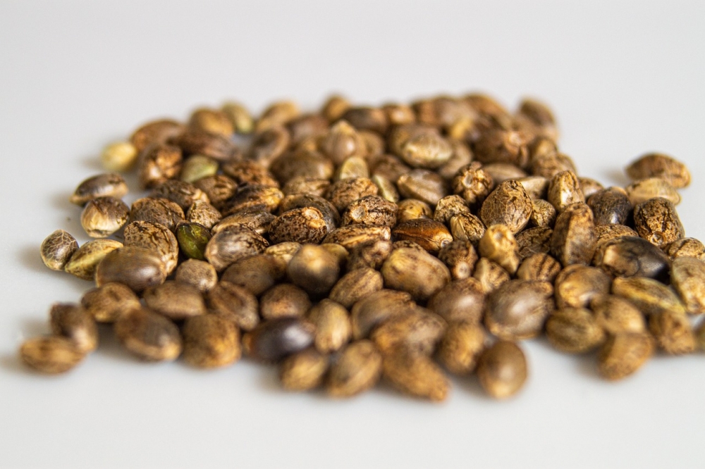 Cannabis Seeds Store The Go-To Choice for Outdoor Cannabis Seeds. Cannabis Seeds Store The Go-To Choice for Outdoor Cannabis Seeds.