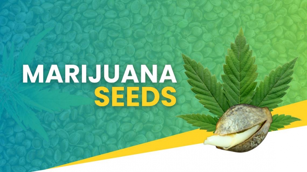 Discover the Cream of the Crop The Best Selling Cannabis Seeds.