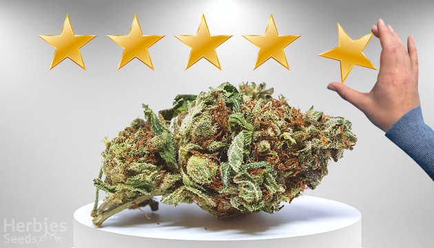 Discover the Finest Cannabis Cup Winning Cannabis Seeds.