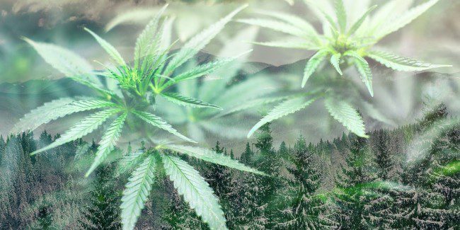The Top Cannabis Seeds Strains to Thrive in Chilly and Damp Climates The Top Cannabis Seeds Strains to Thrive in Chilly and Damp Climates