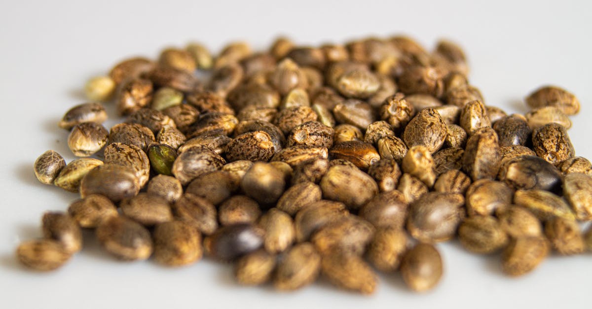 Choose Us at Cannabis Seeds Store While Seed City is Not Accepting Orders.