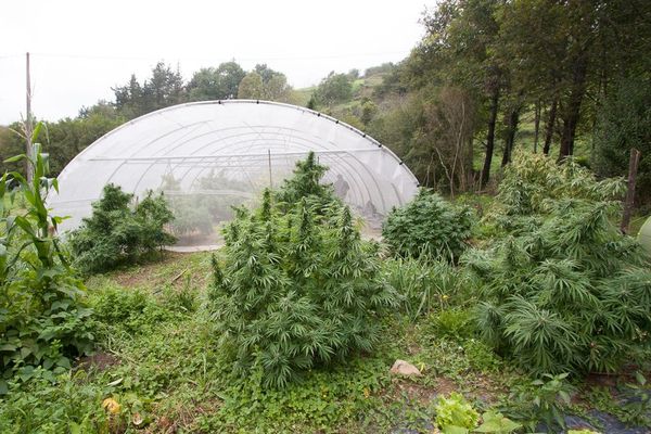 Top Outdoor Cannabis Seeds Strains for a Blooming Spring