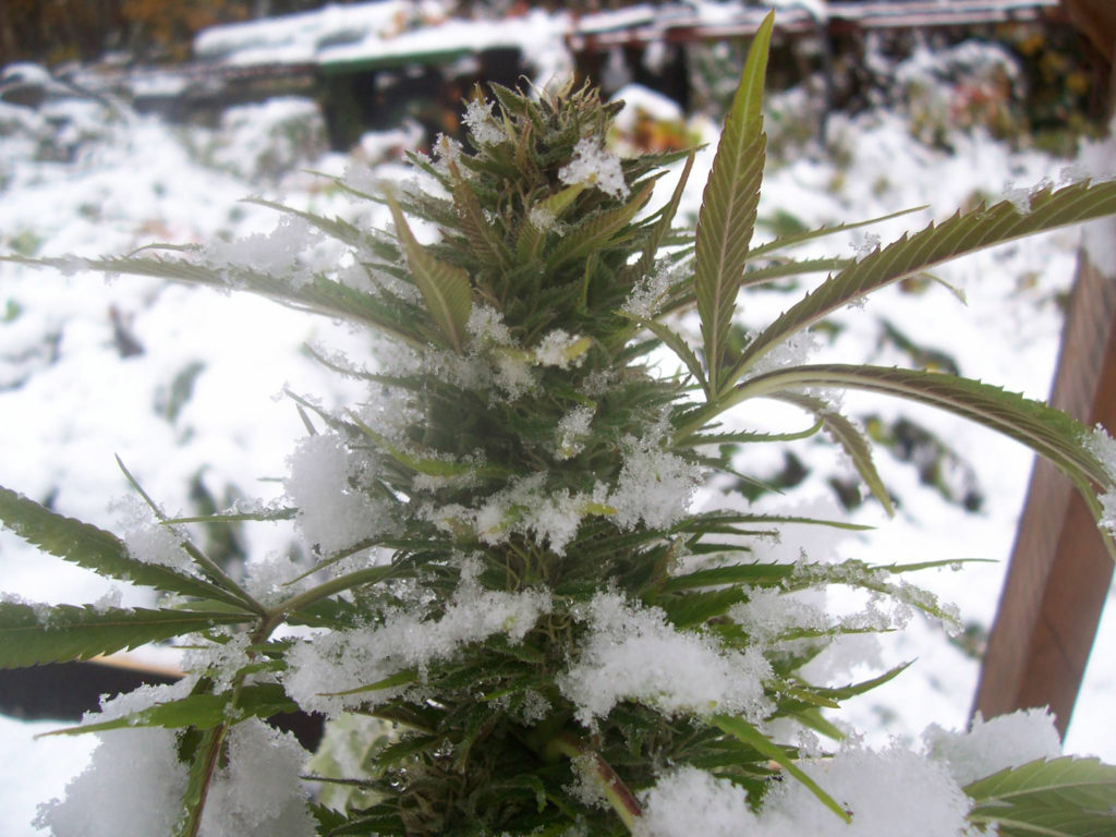 The Top Cannabis Seeds Strains to Thrive in Chilly and Damp Climates