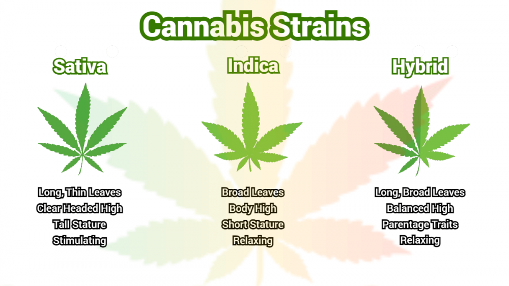 Discover Sativa Cannabis Seeds Strains at Cannabis Seeds Store.
