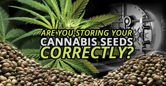 Planting Cannabis Seeds Correctly for Fast Growth | Cannabis Seeds Store