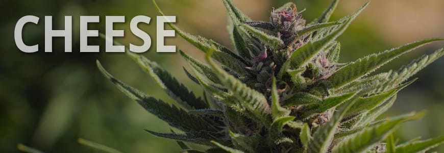 Cannabis Seeds - Top 3 Cheese Cannabis Seeds Review Cannabis Seeds - Top 3 Cheese Cannabis Seeds Review
