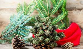 Discover the Perfect Christmas Cannabis Seeds at Unbeatable Prices.
