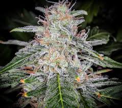 Cannabis Seeds - Blue Dream'matic Auto By Fast Buds.