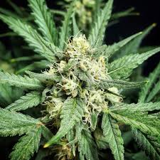 Stardawg Feminised Cannabis Seed Review | Cannabis Seeds Store
