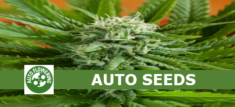 Buy Feminised Seeds from Cannabis Seeds Store